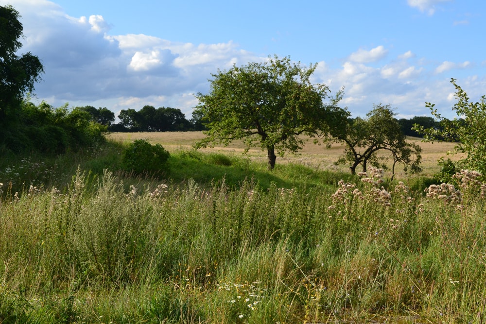 Sommerakademie 2017 in Neudorf (Uckermark): Zeichnen und Malen in der Natur