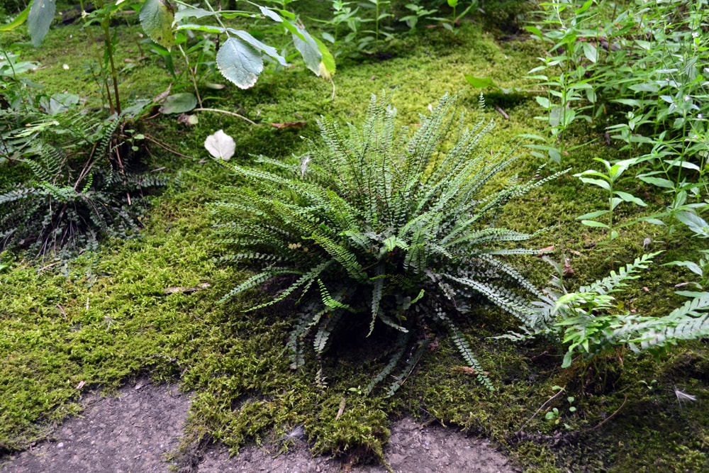 Sommerakademie 2017 in Neudorf (Uckermark): Zeichnen und Malen in der Natur